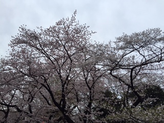 日本の春のシンボルー桜と新しい年の始まり