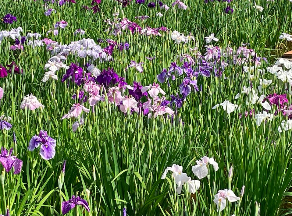 日本の花の愛で方—桜だけではない、花祭りと100年に1度開花のリュウゼツラン